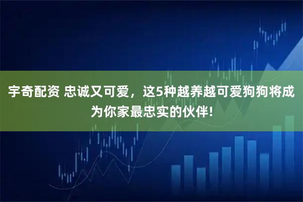 宇奇配资 忠诚又可爱,这5种越养越可爱狗狗将成为你家最忠实的伙伴!